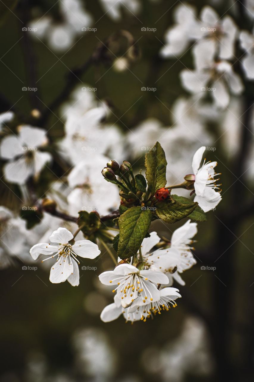 Ladybird on a blooming tree