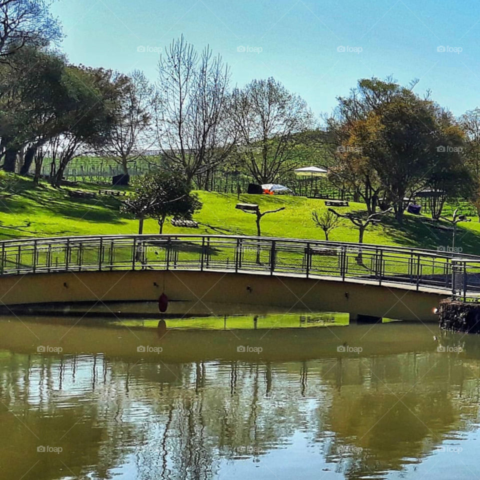 Brazilian Park and Trees of nature