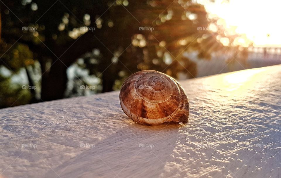 snail shell