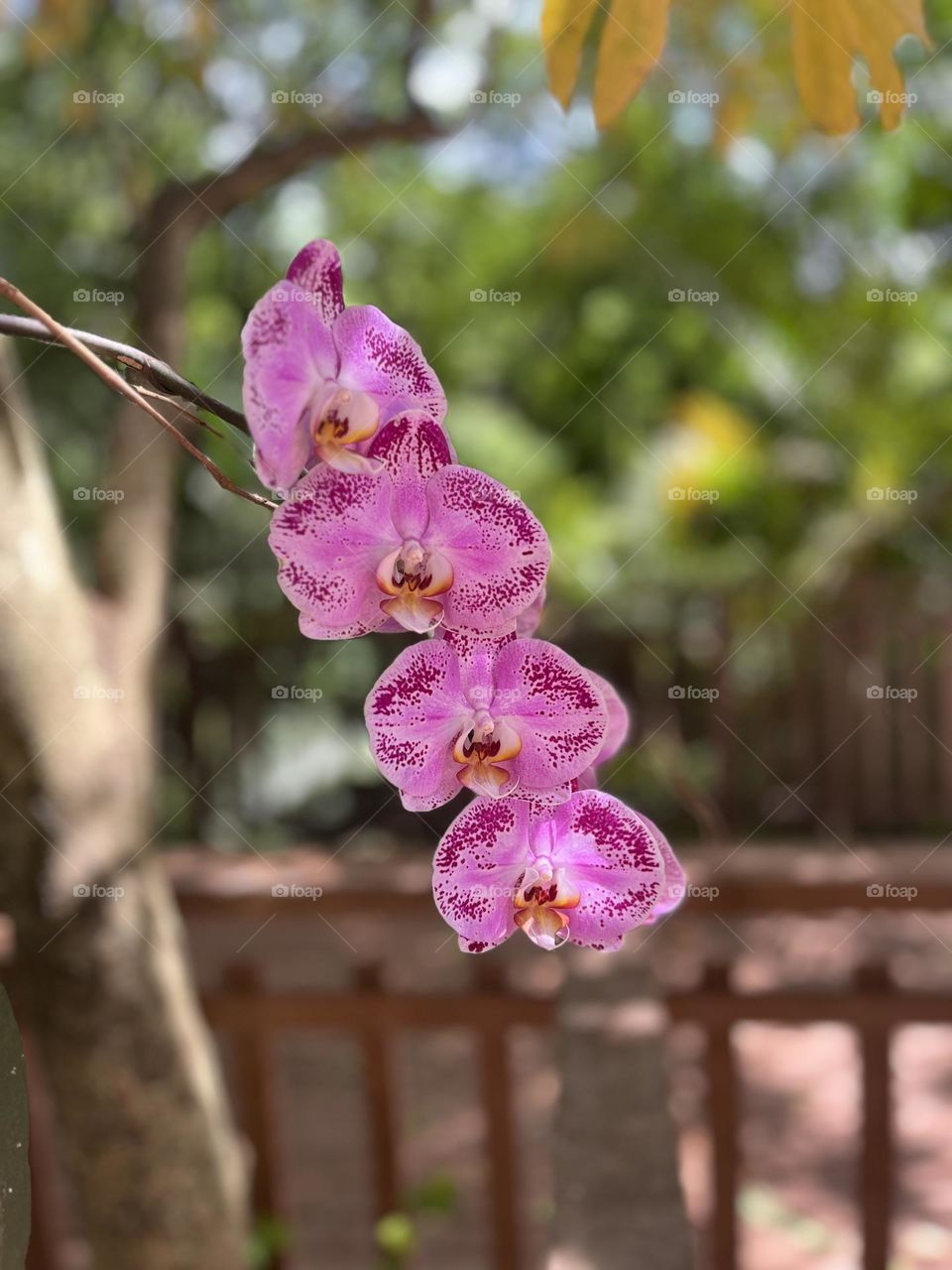 Beautiful flowers 