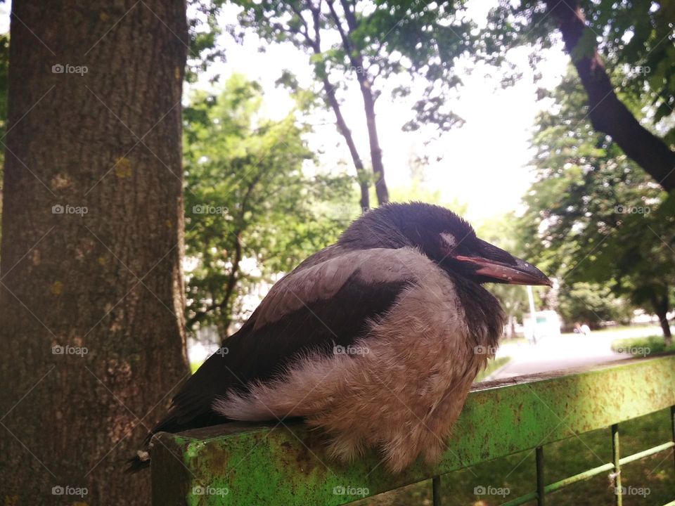 Sleeping crow on the fence. Warm summer day