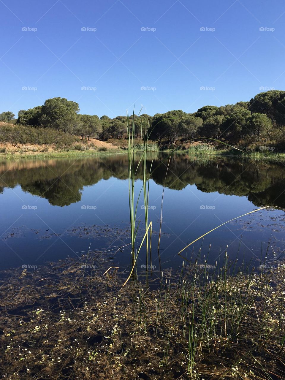 Peaceful pond in calm morning light