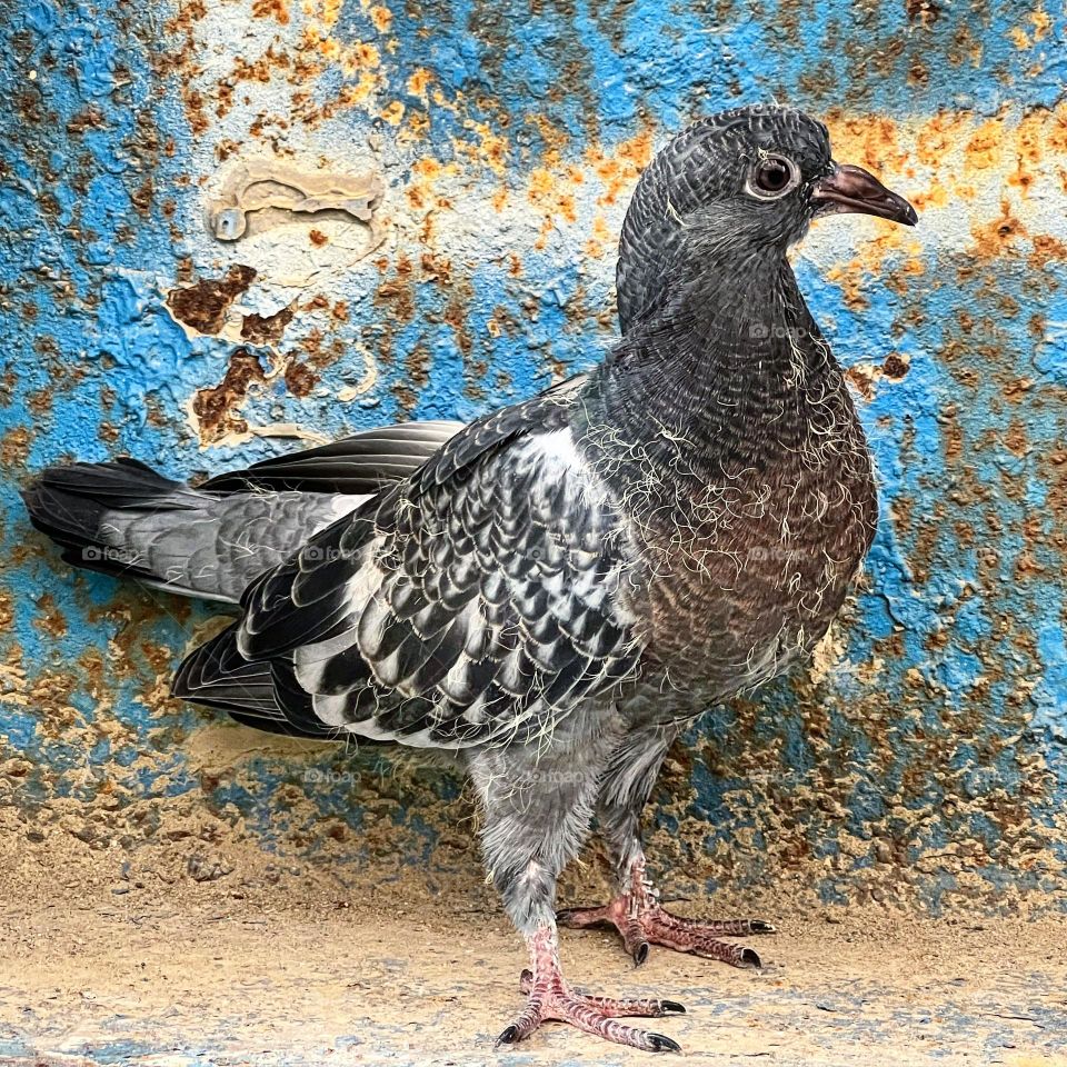 Pigeon 