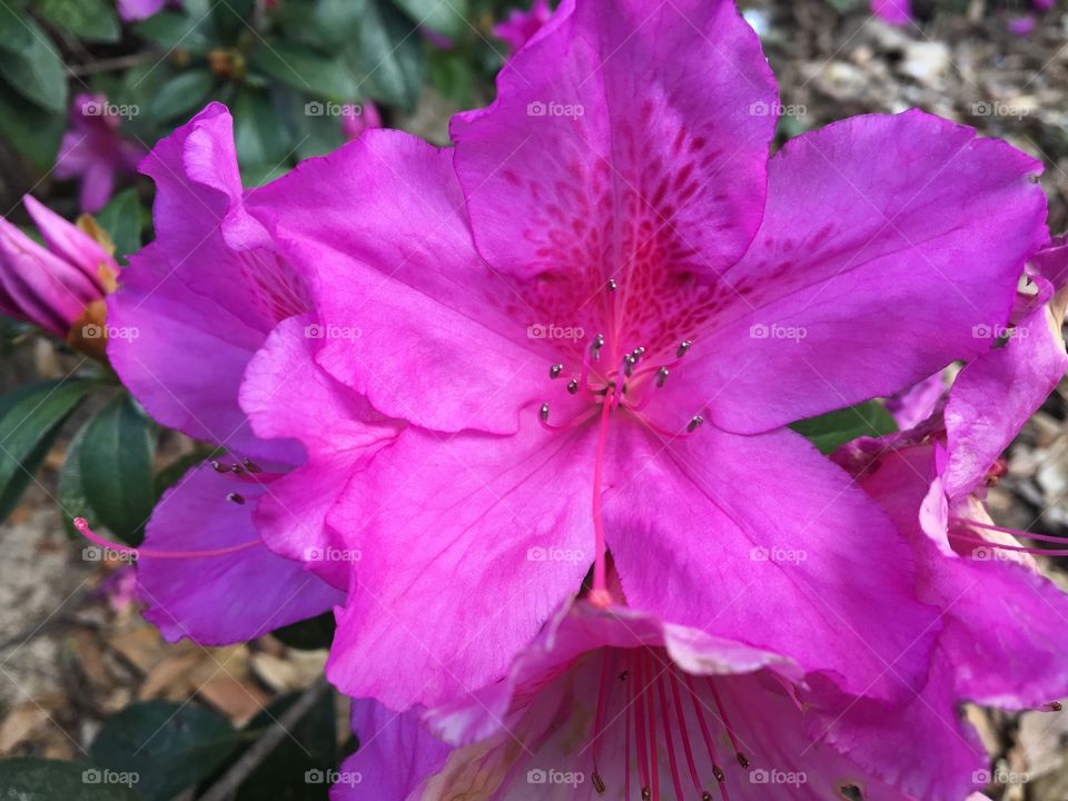 Beautiful flowers 