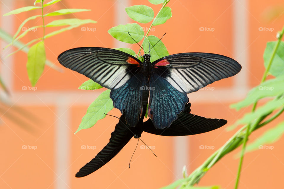 BUTTERFLY PARK ON FEHMARN