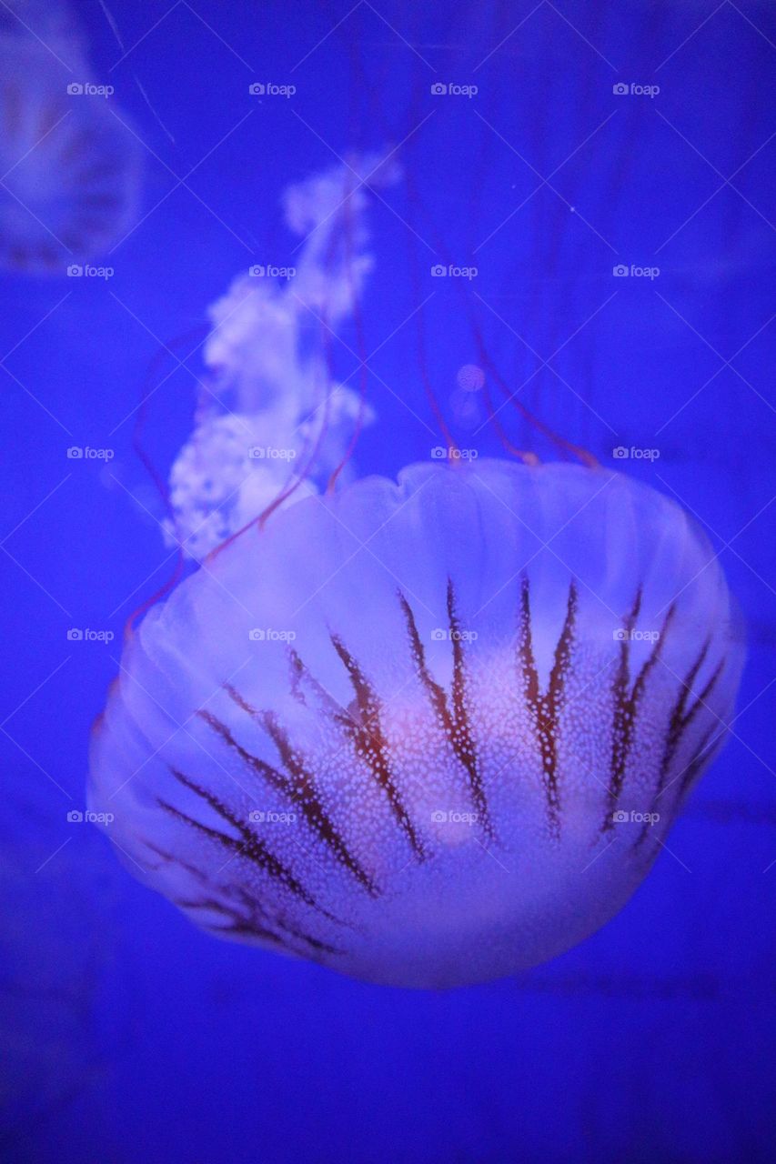 meduse
