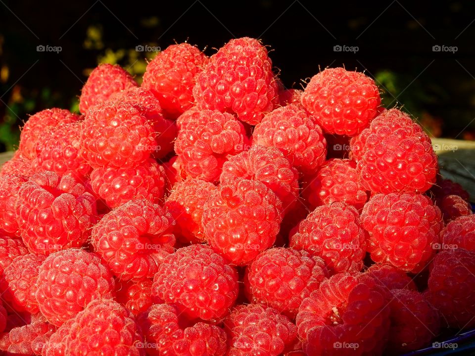 Close-up of red raspberries