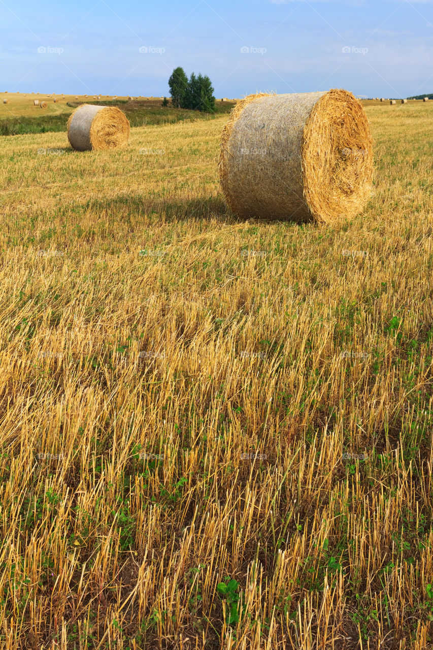 Straw bales in the field