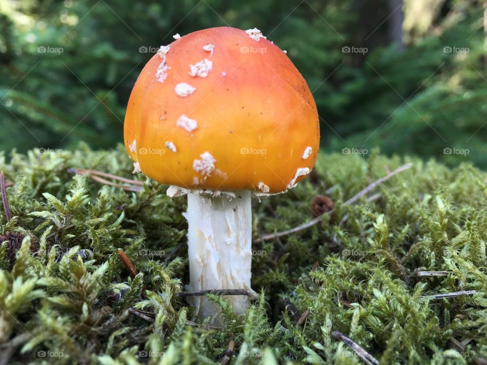 Röd flugsvamp, Fly agaric mushroom, Getåravinen Nature Reserve