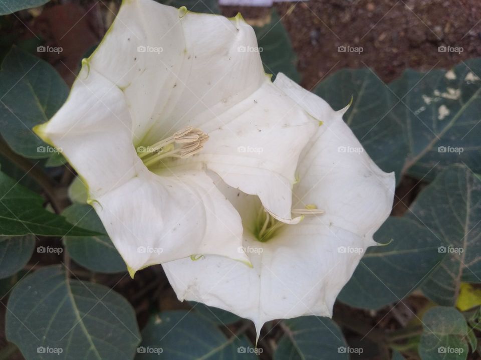 the Datura Flower white in colour looks very beautiful generally found everywhere fresh seasonal very poisonous species
