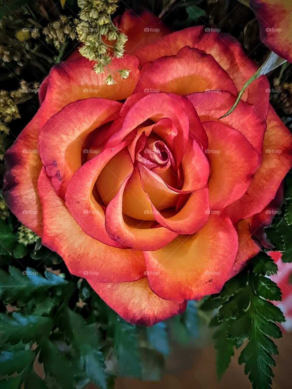 beautiful rose