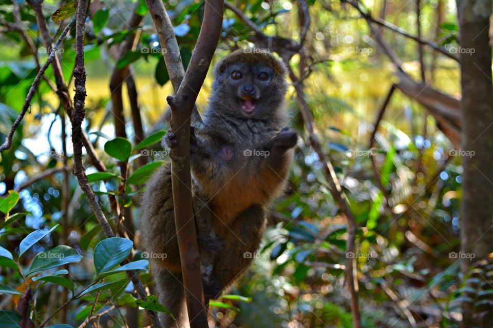 very cute bamboo lemur in the tree. wildlife reserve
