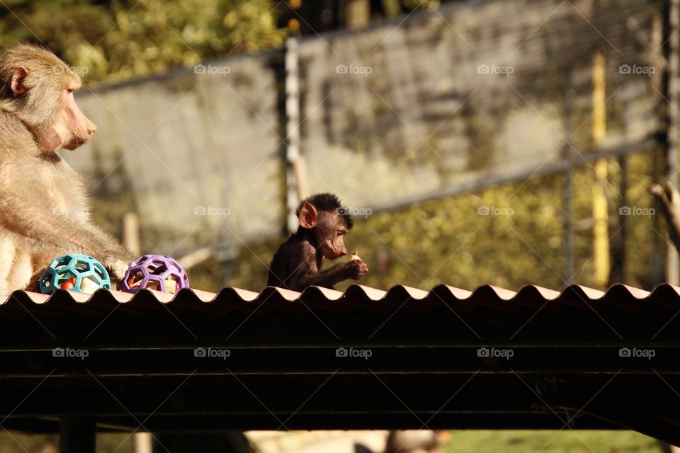 Baby baboon eating in Oakland Zoo