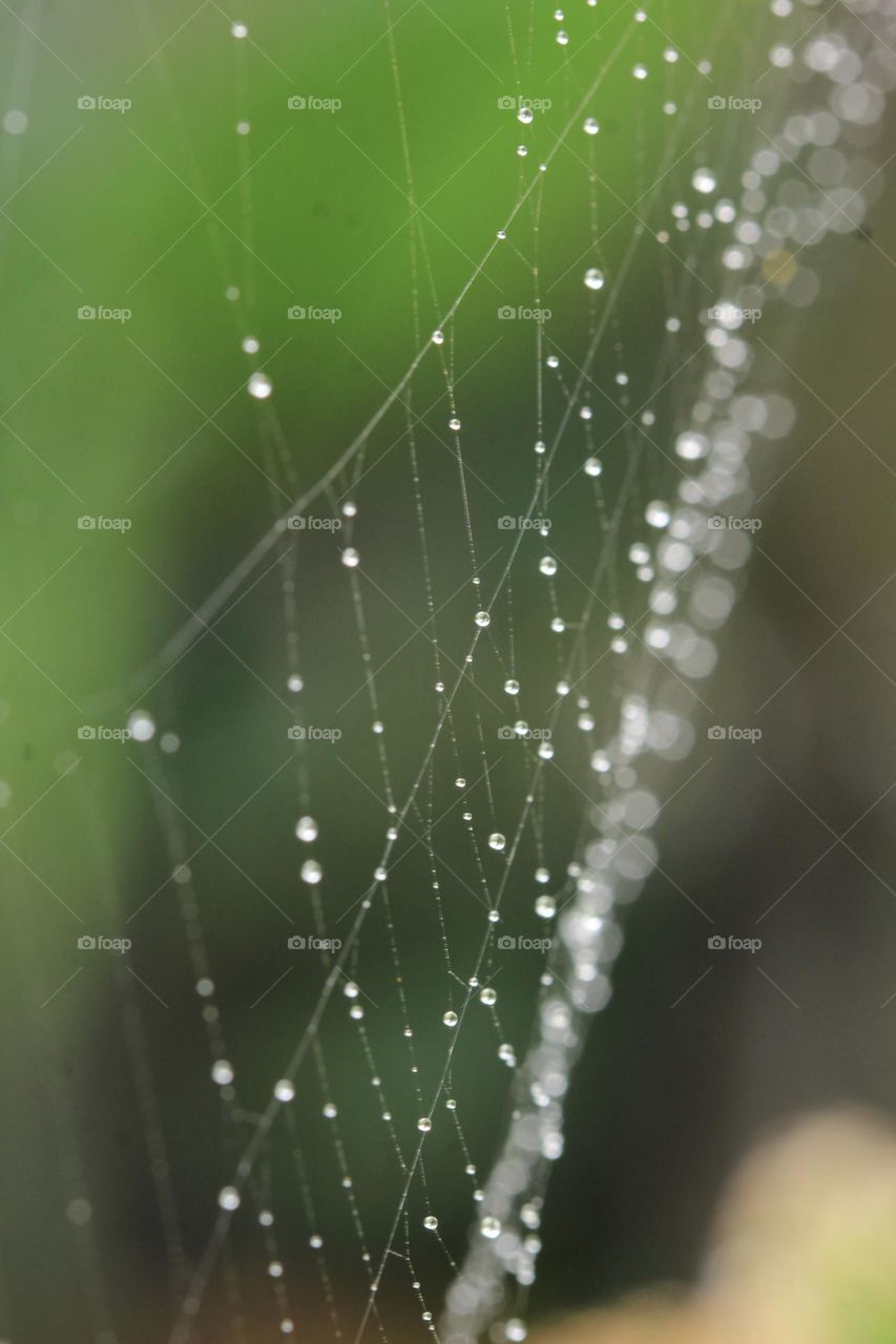 Web spider