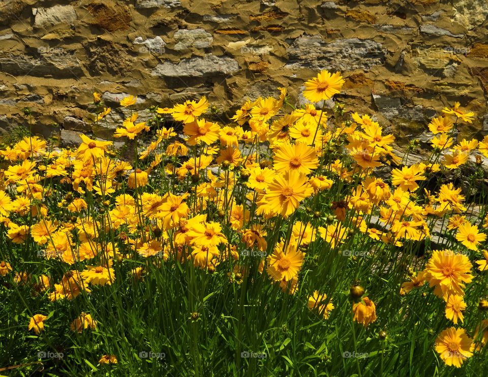 Yellow Flowers Against Stone Wall