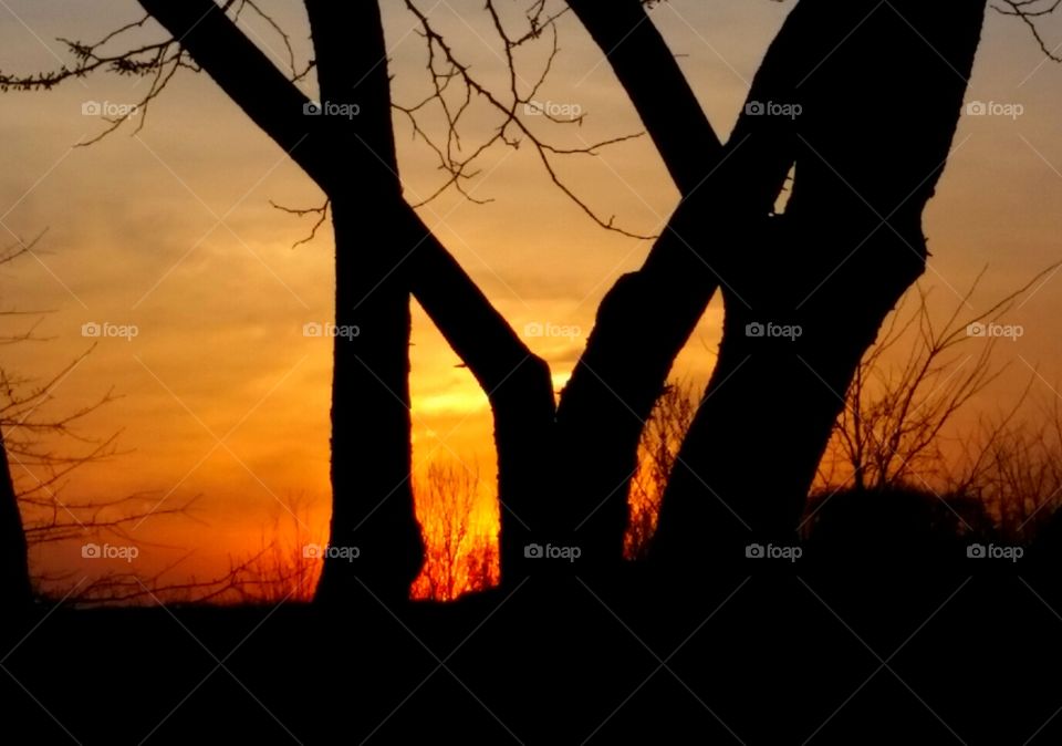 Sunset thru trees