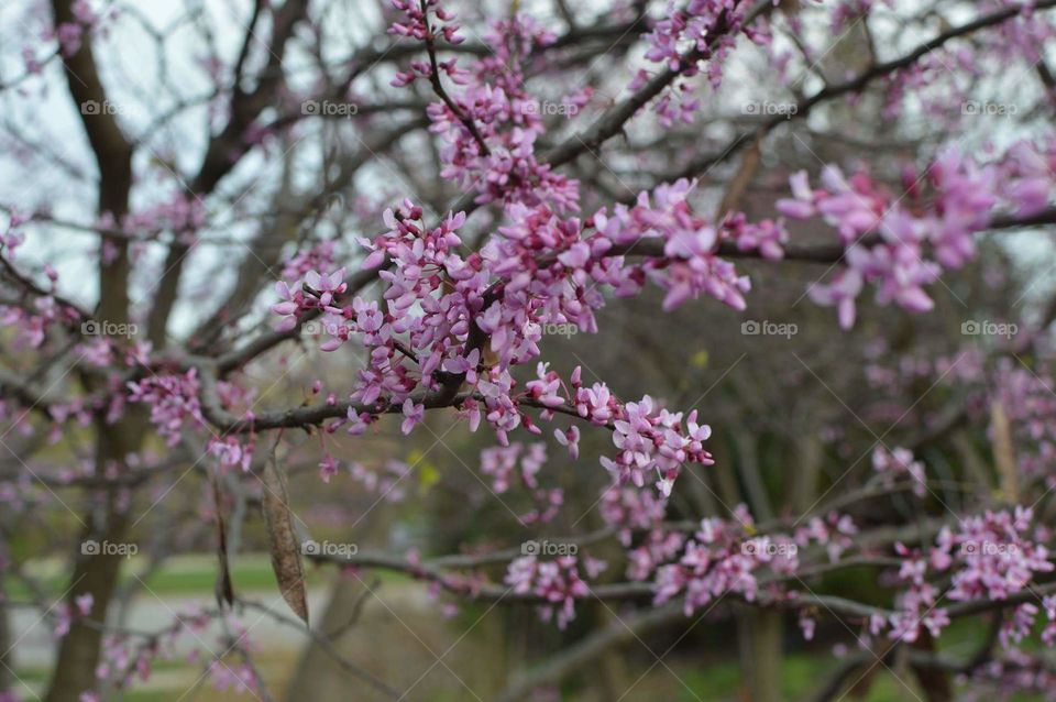 light purple like jasmine flower