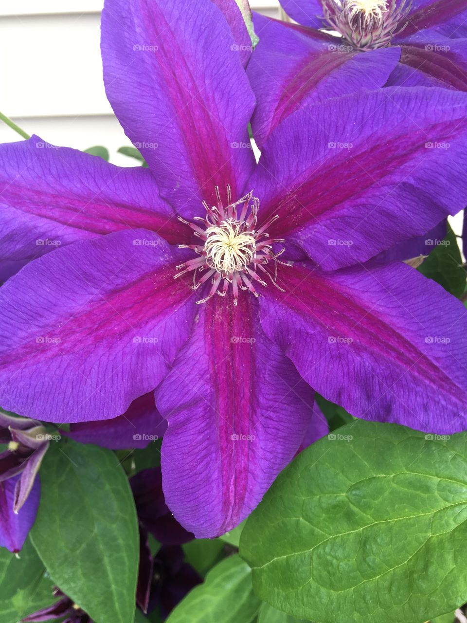 Purple  flowers 