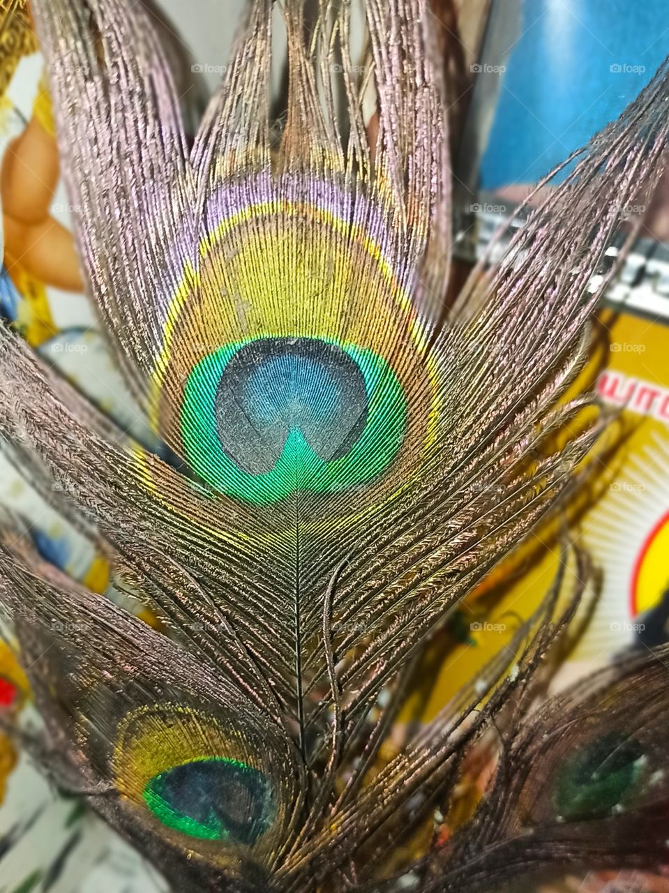Peacock  feather.