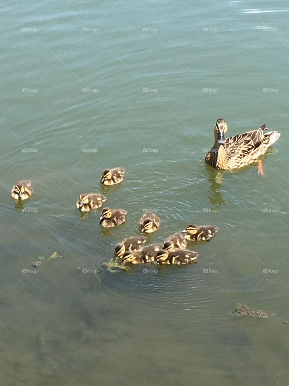 Mama duck and ducklings swimming on the lake