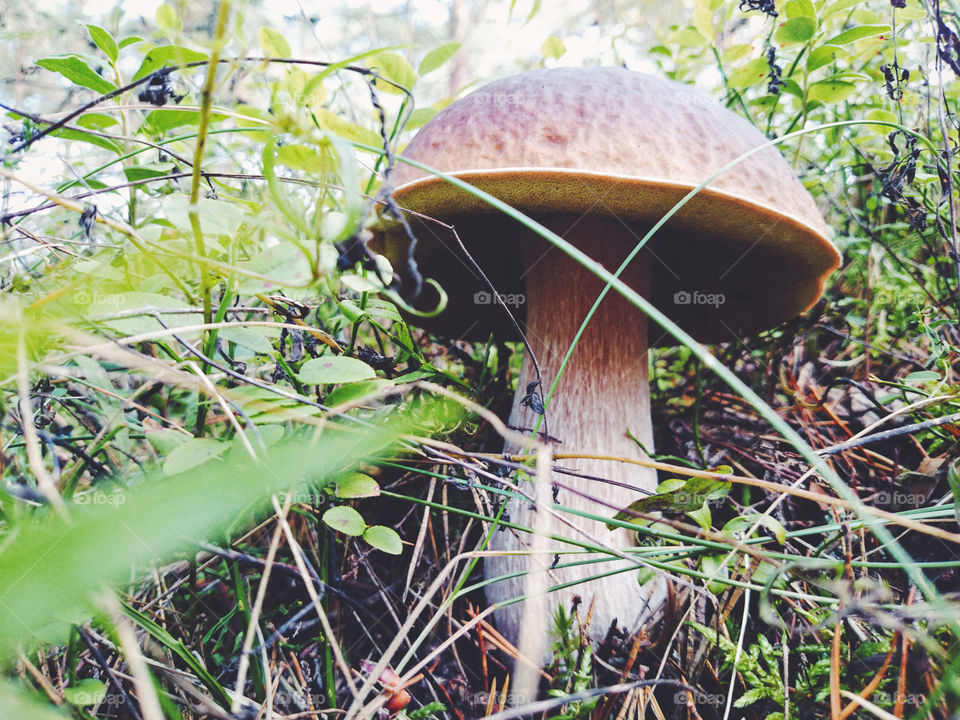 I'll just leave this boletus here...