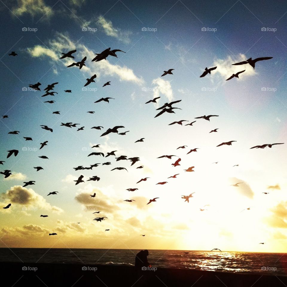 Birds at sunset, in Brighton. 
