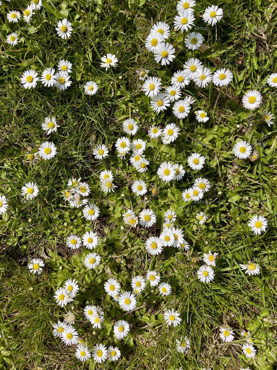 White camomiles on the green grass backyard, top view 