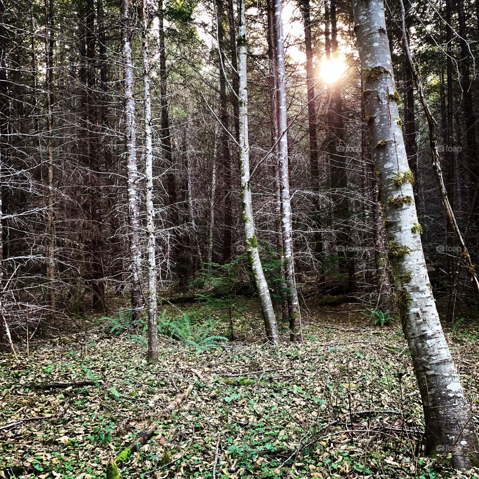 Sunrise in the woods