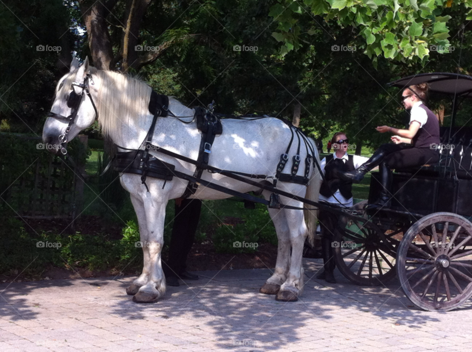 happy horses hot sunny by dodgercraz