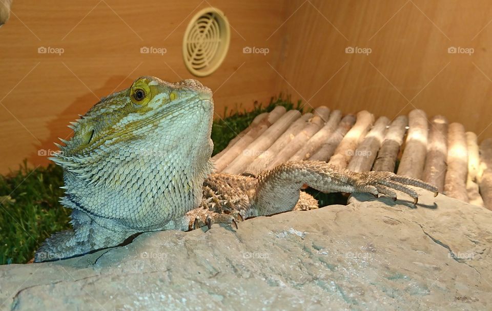 Bearded dragon