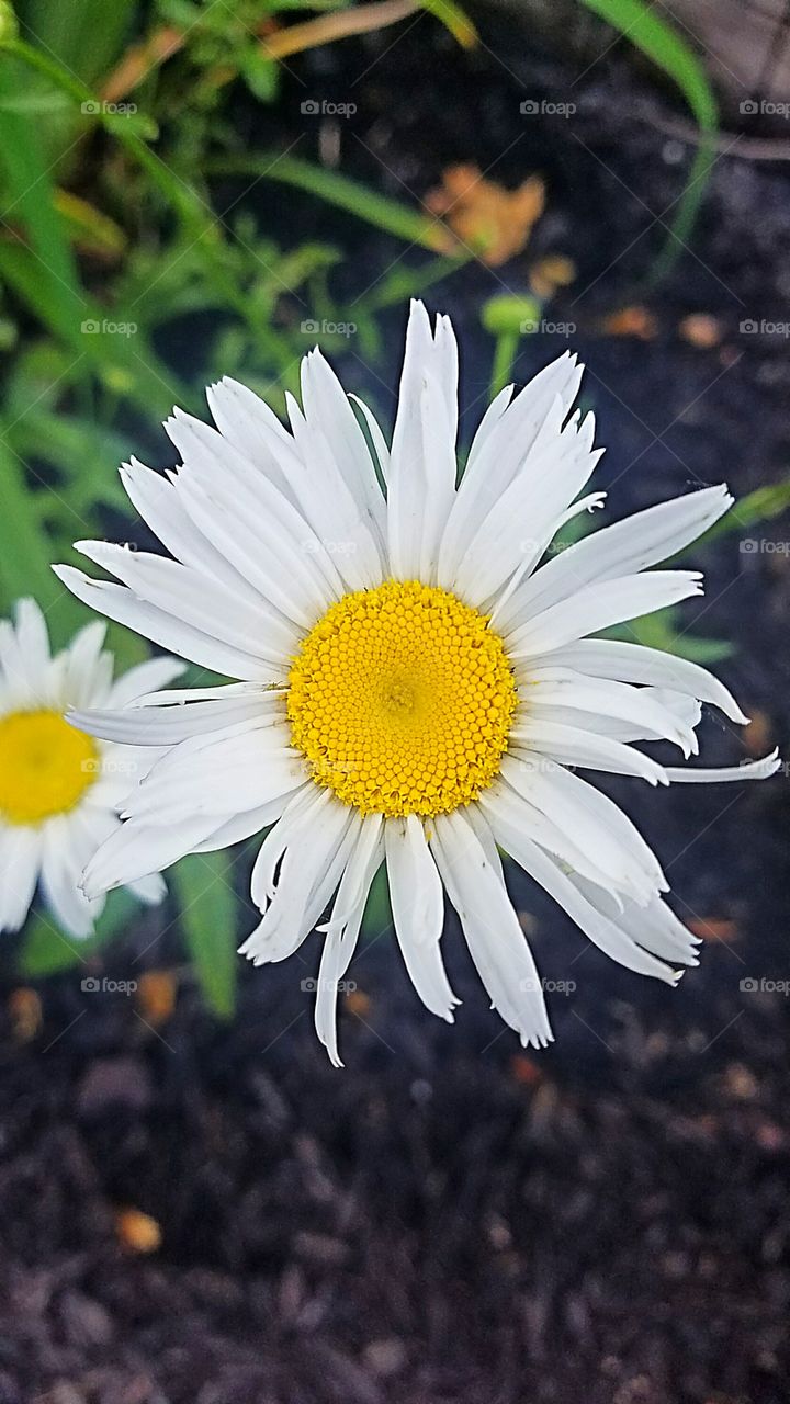 summer daisy blooming