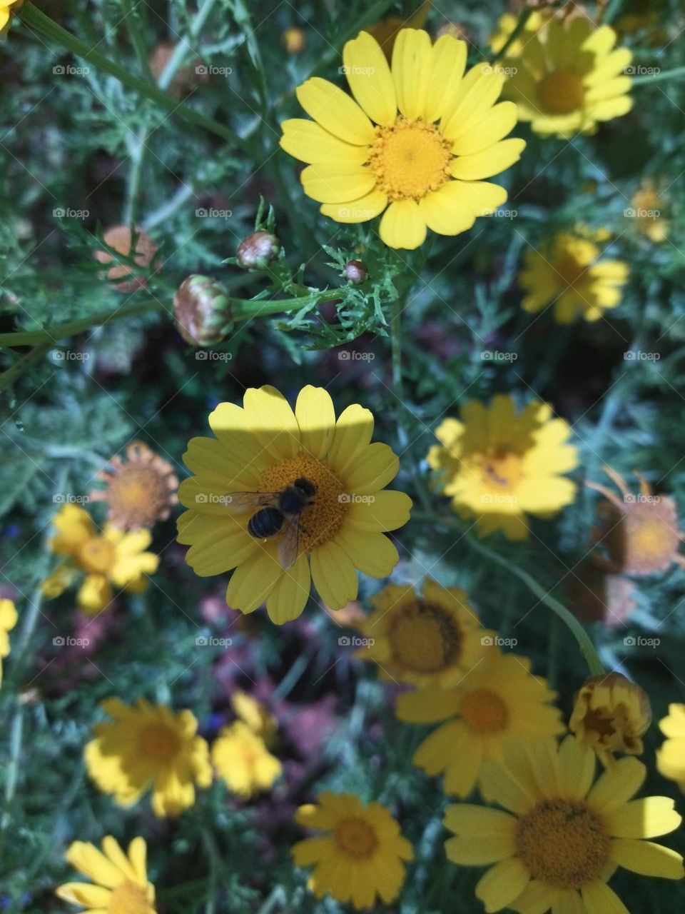 bee and yellow flower