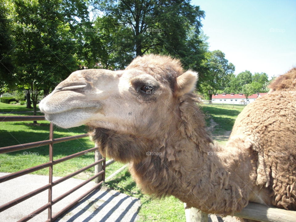 A camel at Grant's Farm in St. Louis looking for a handout