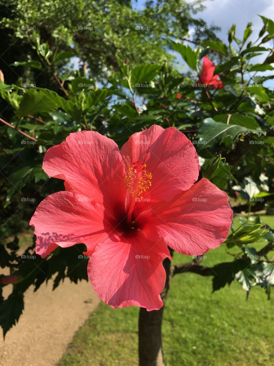 Light red hibiscus