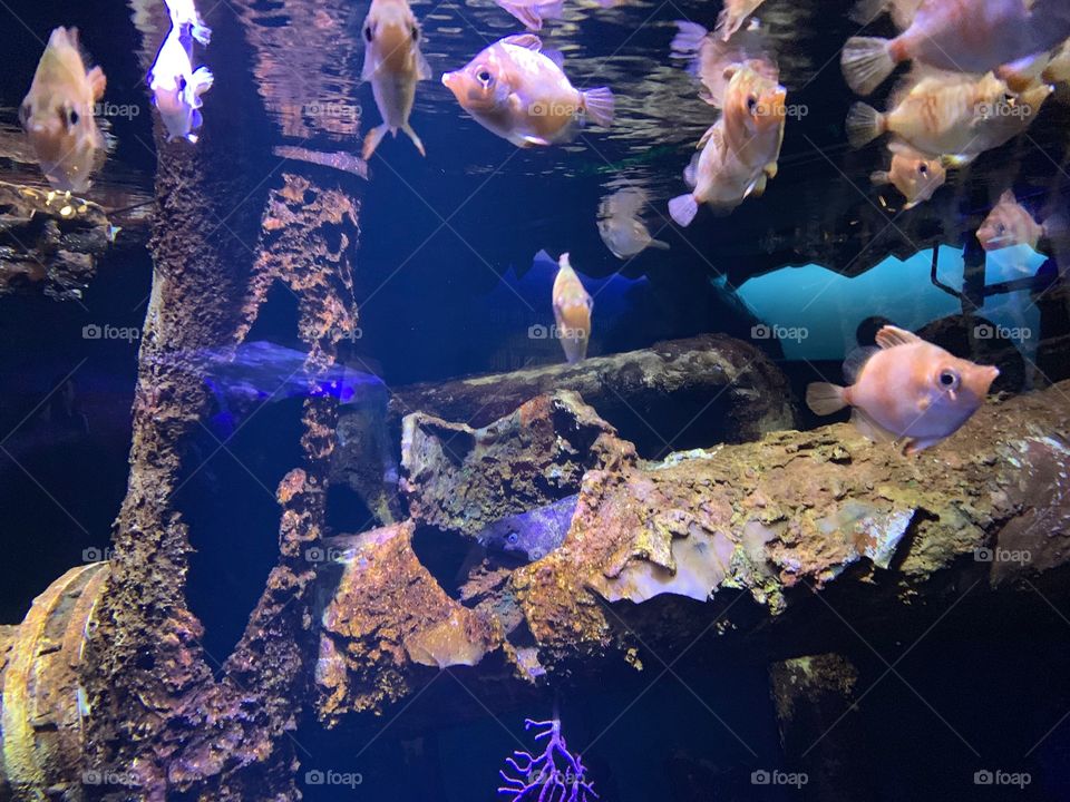 Nausicaa aquarium