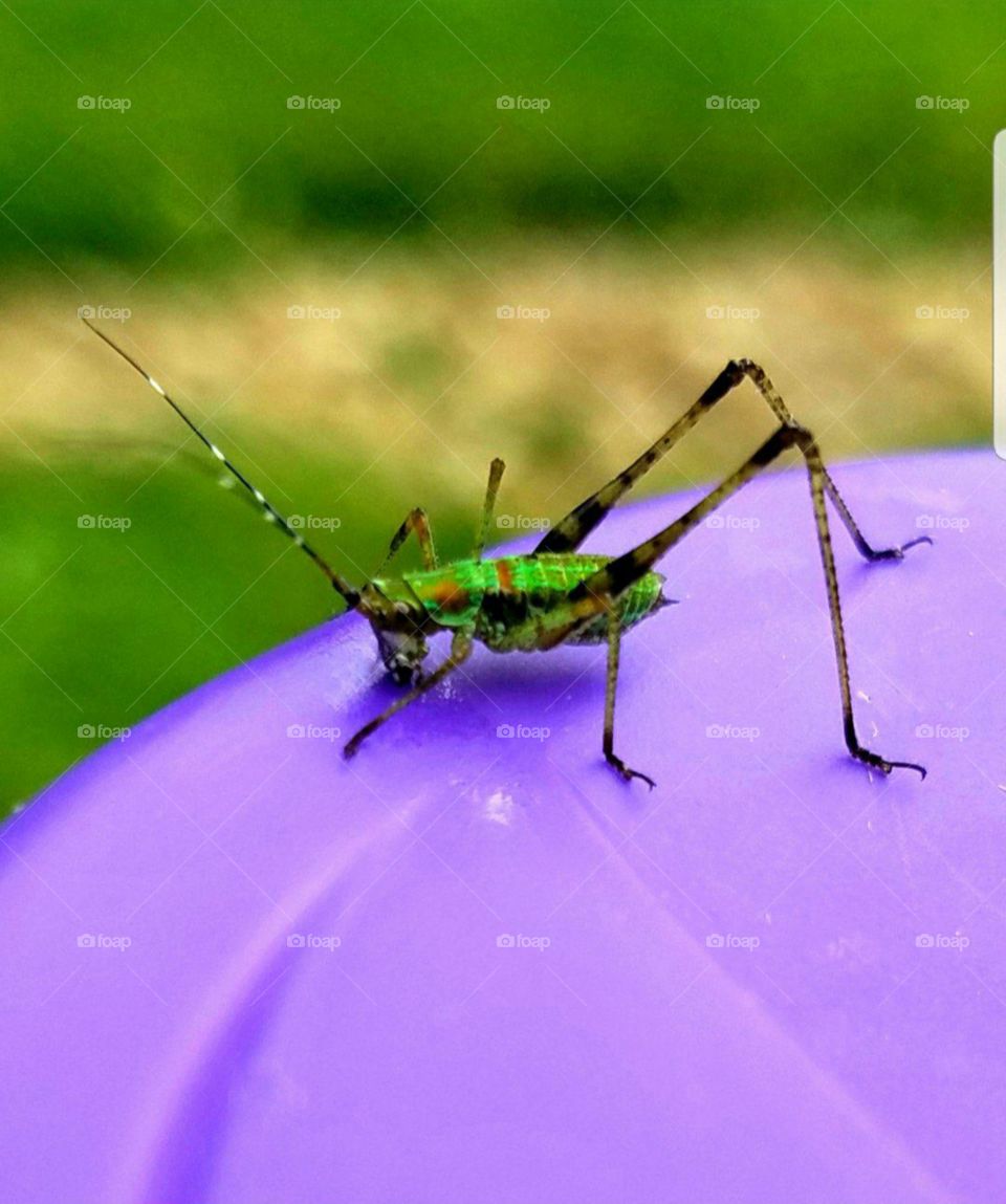 bright green grass hopper