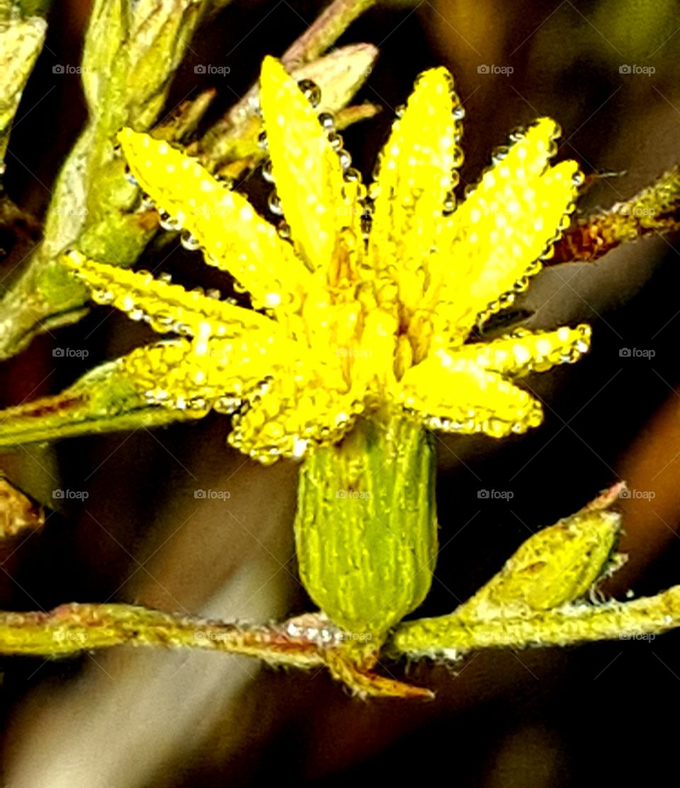 dew on wildflower