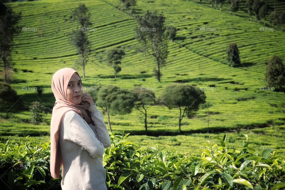 morning view in tea plantation