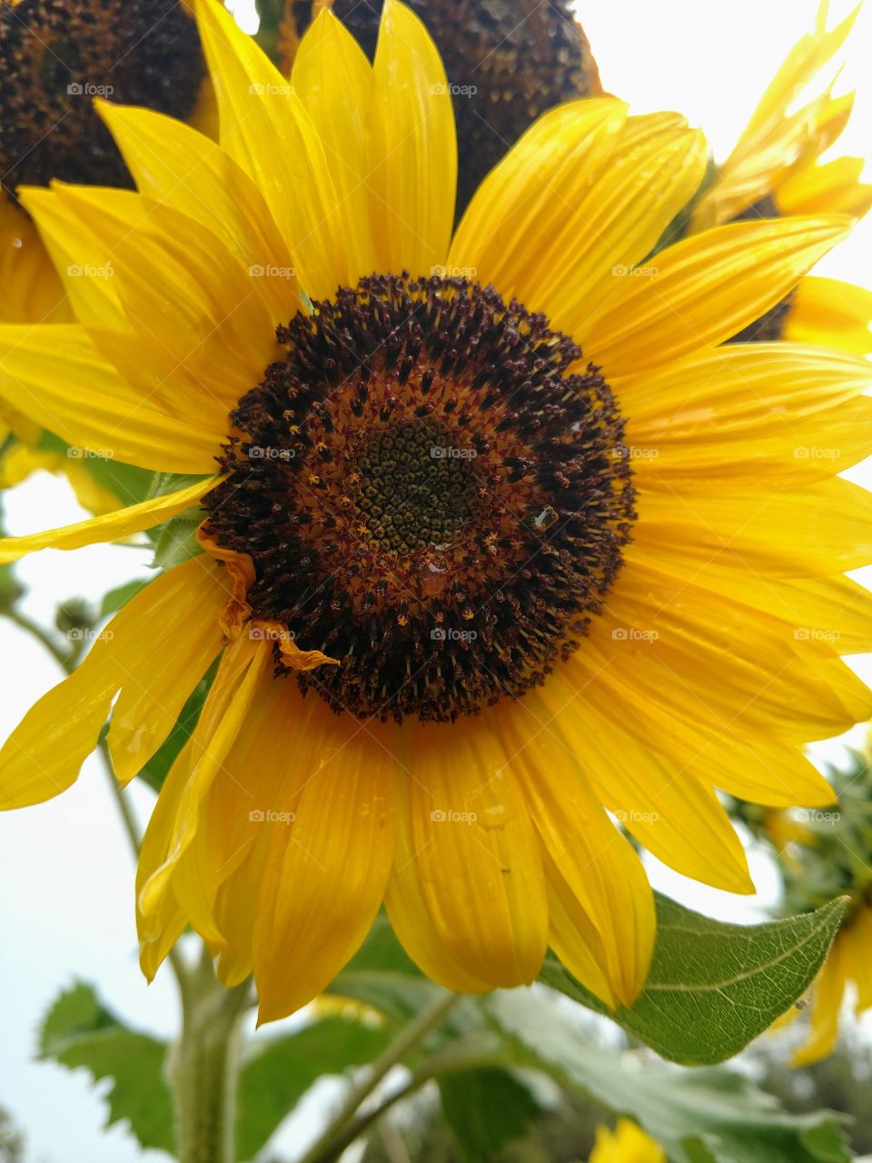 The Wet Sunflower