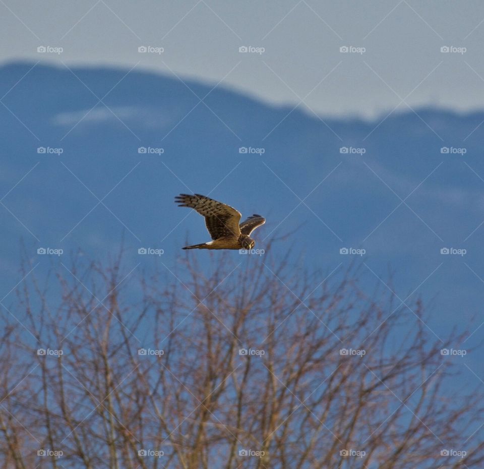 Hawk flying over field