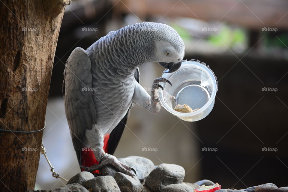 An African Grey is playing a plastic cup.