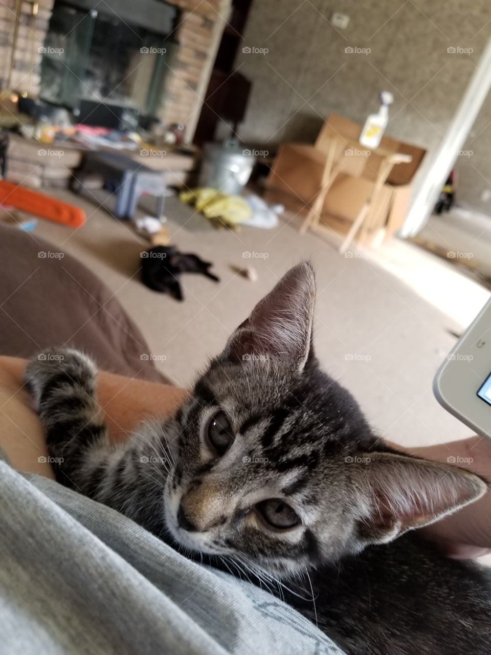 you never want to see your cat looking at you like this.