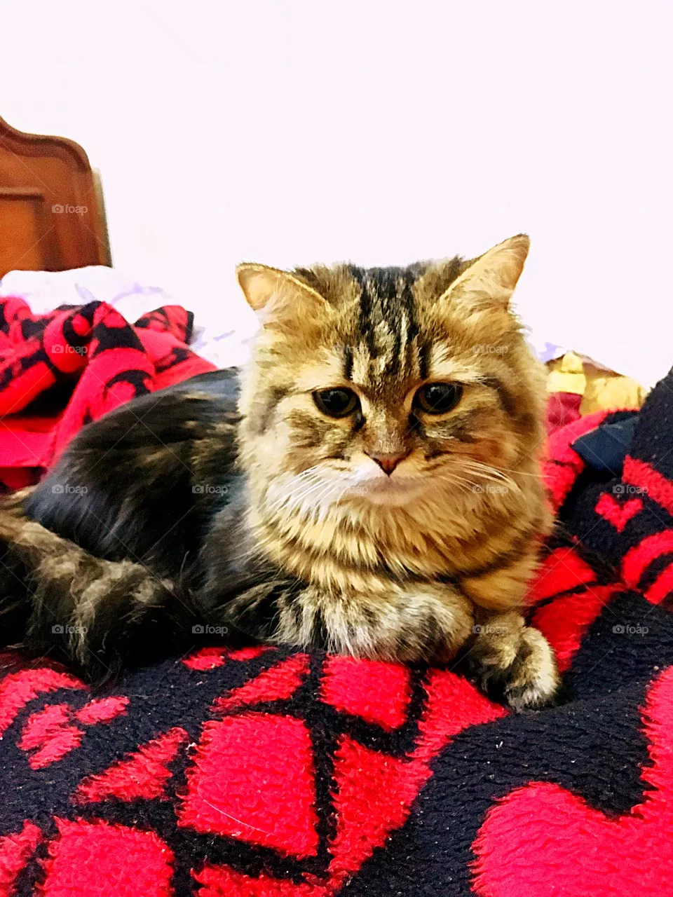 Her name is Pubsy