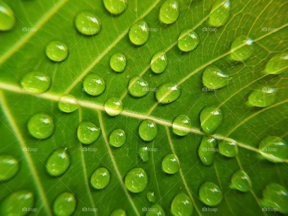 full frame shot of water drops on green bodhi leaves