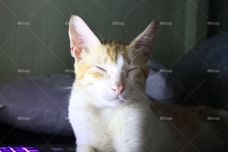 This is my cat named Muning. He is orange and white in color.