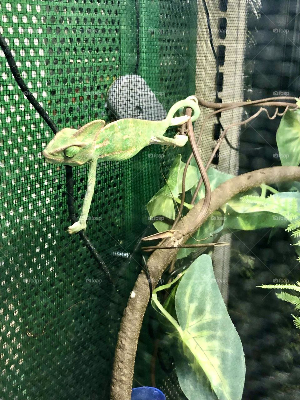 Visiting the Pet store -Chameleon cute  🌿