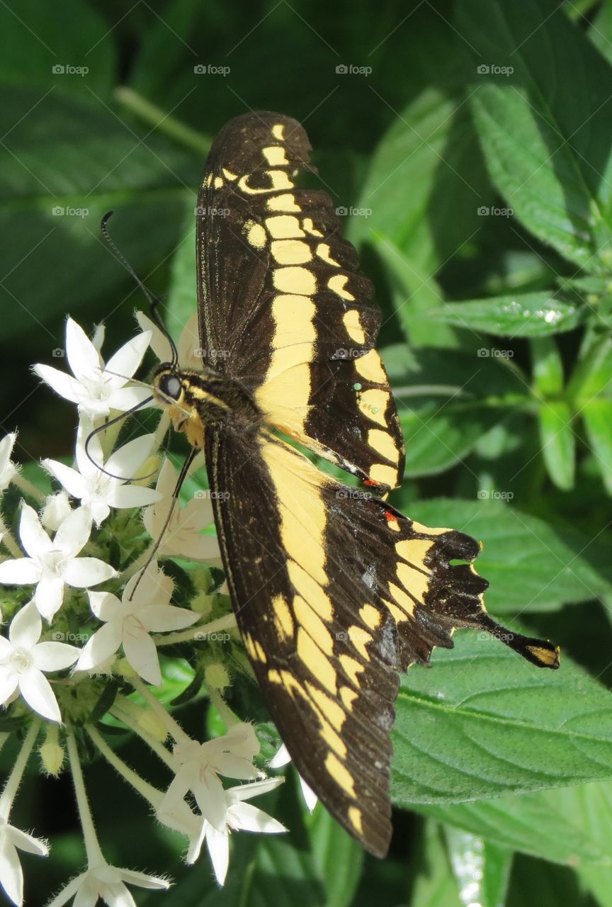 Giant Swallowtail  butterfly with open wings.