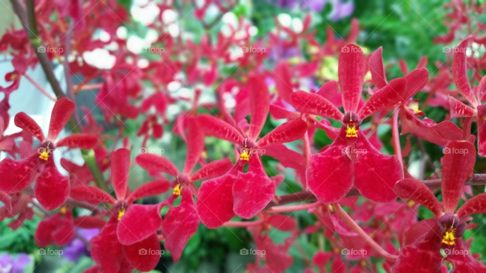 Red orchids