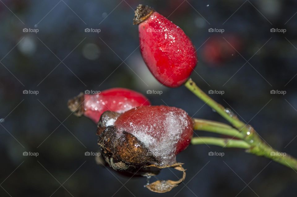 Rosehip berries.