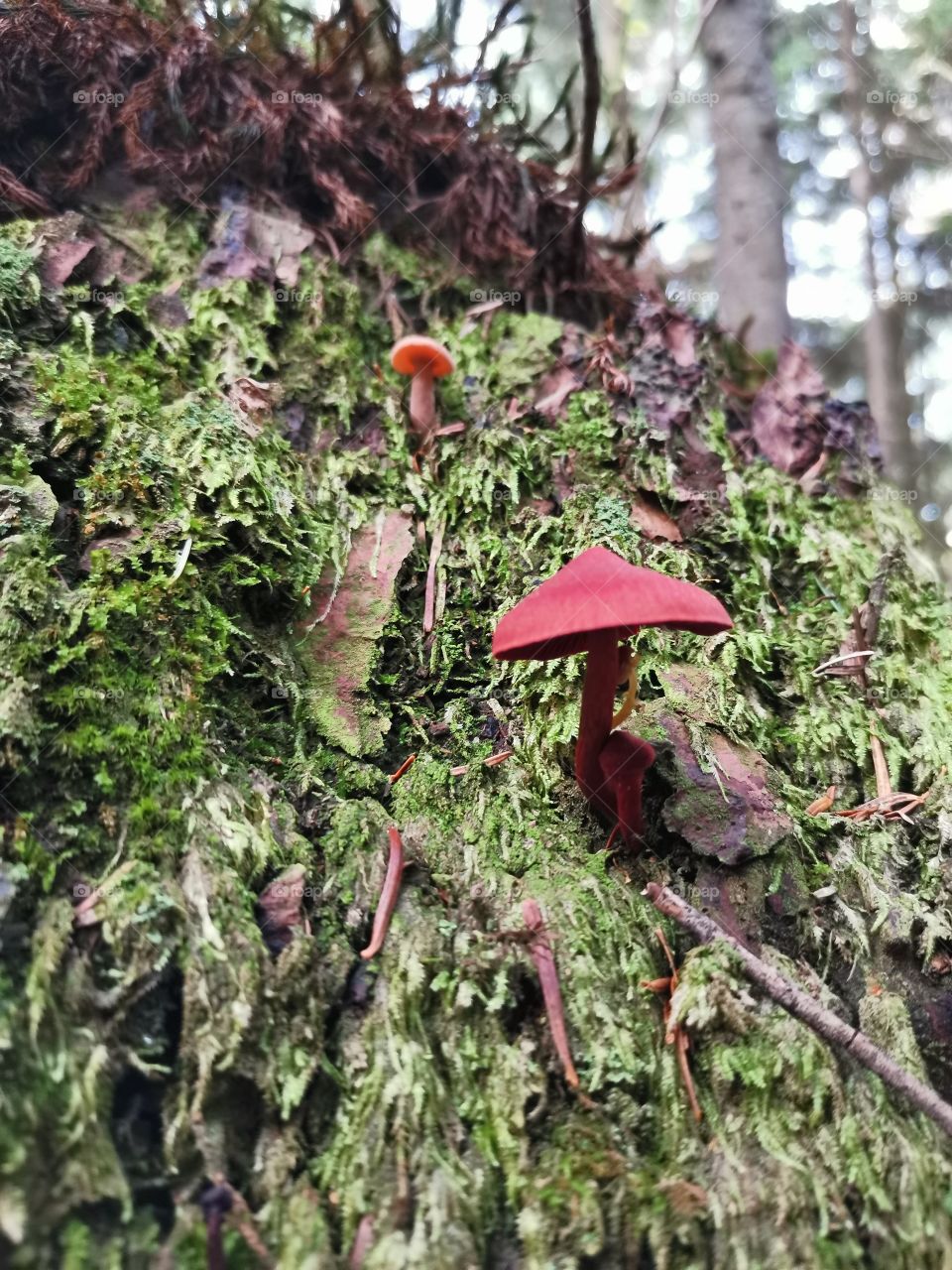 Mushroom, Forest
